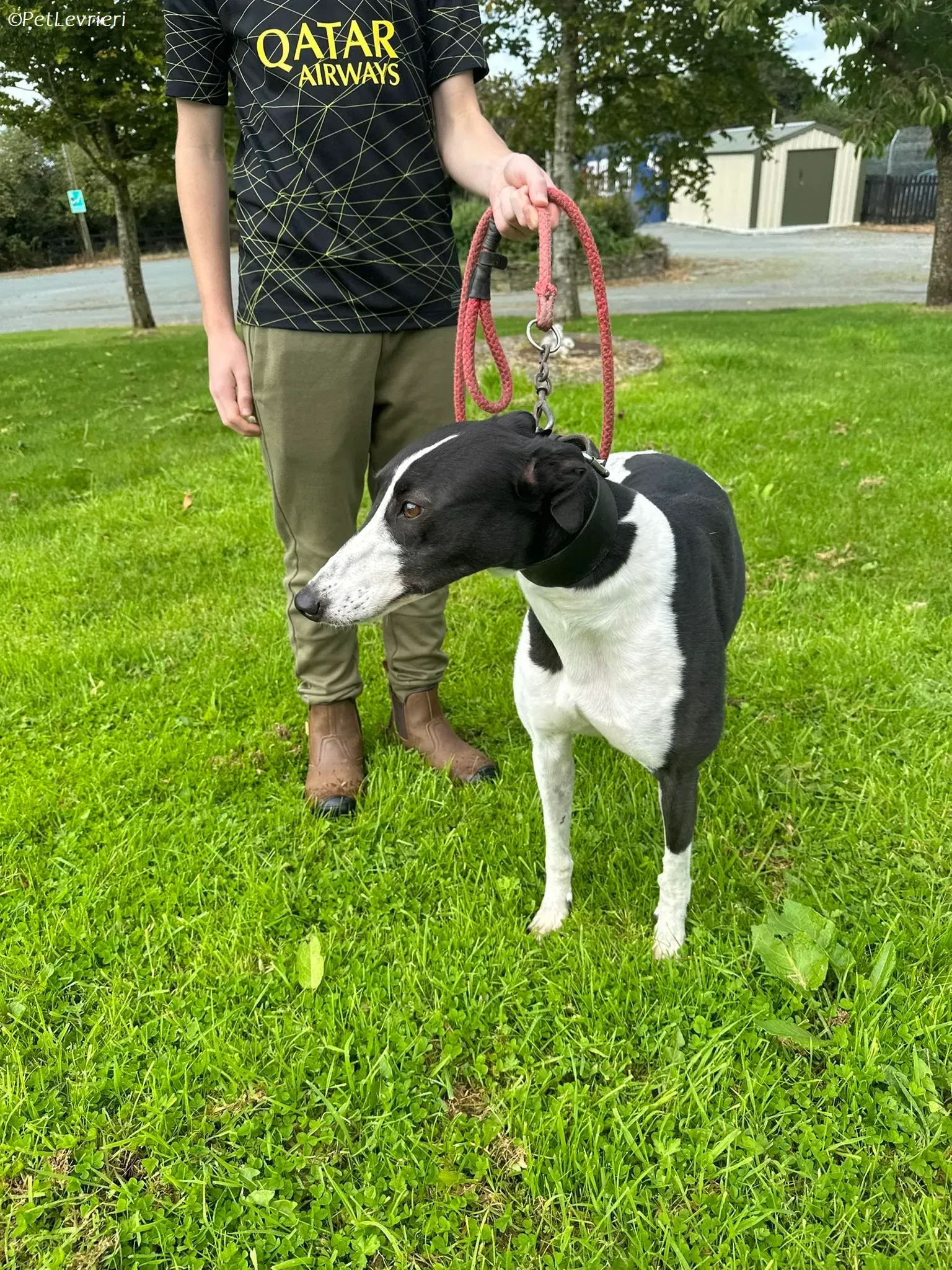 Berry adozione levrieri greyhound 5