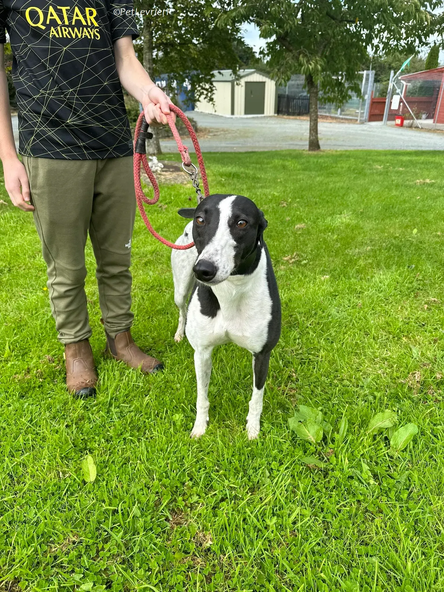 Berry adozione levrieri greyhound 6