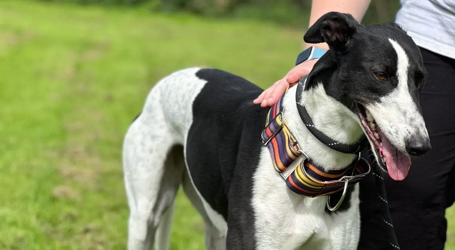 Berry adozione levrieri greyhound 8 e1694012876331