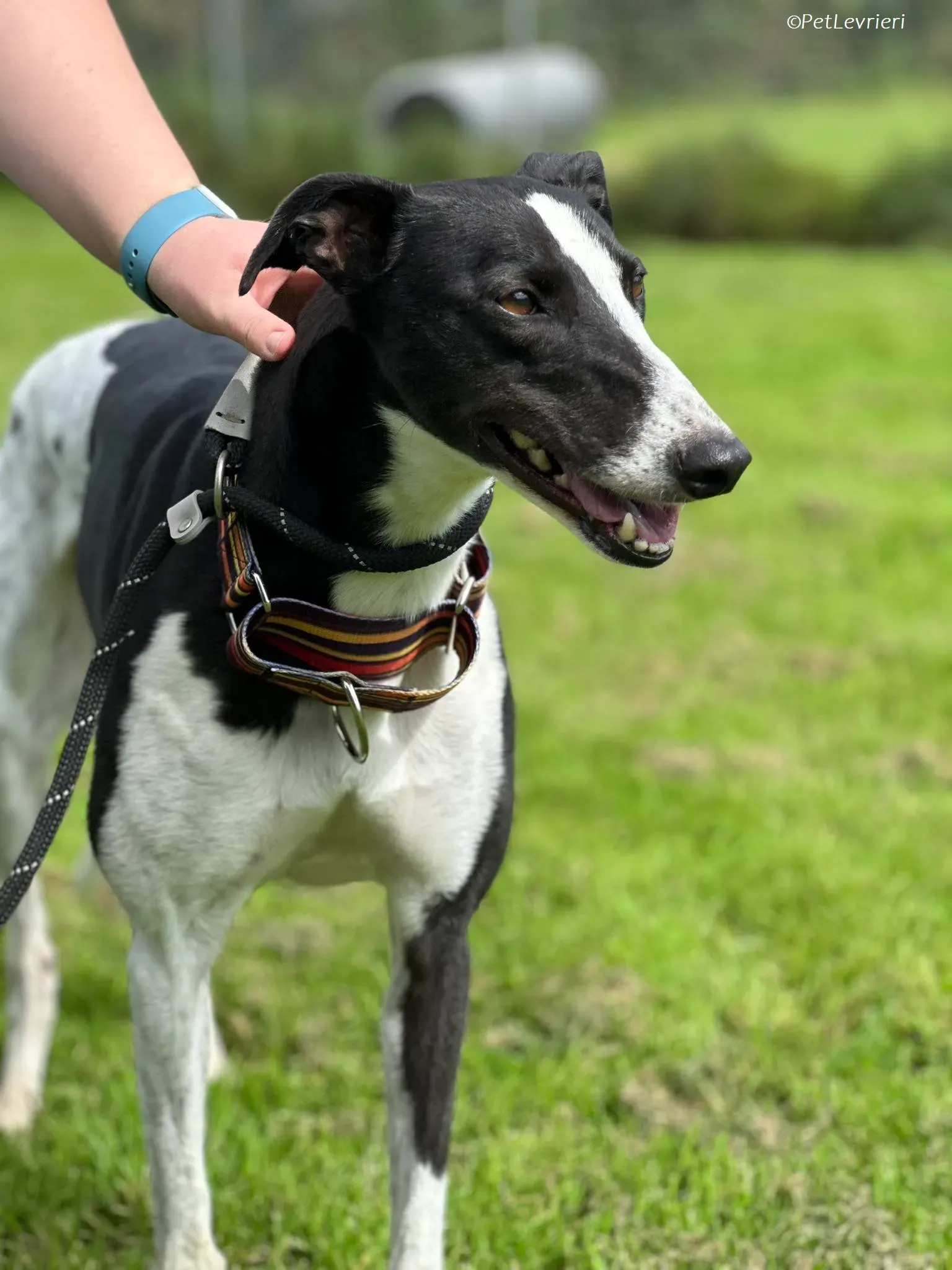 Berry adozione levrieri greyhound 9