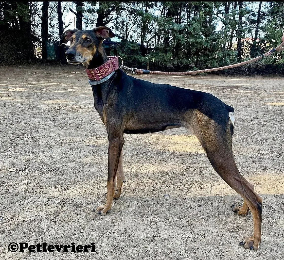 Berta adozione levrieri galgo 01