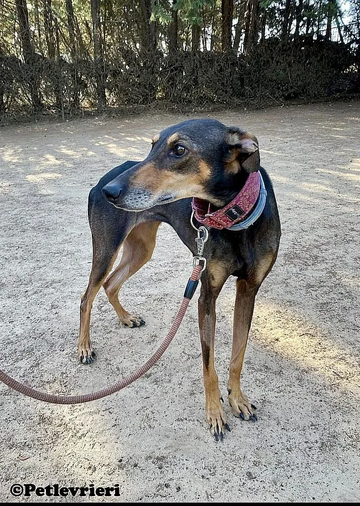 Berta adozione levrieri galgo 02
