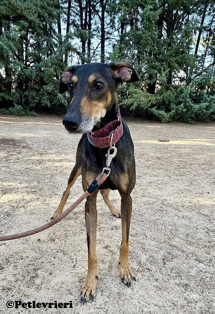 Berta adozione levrieri galgo 03
