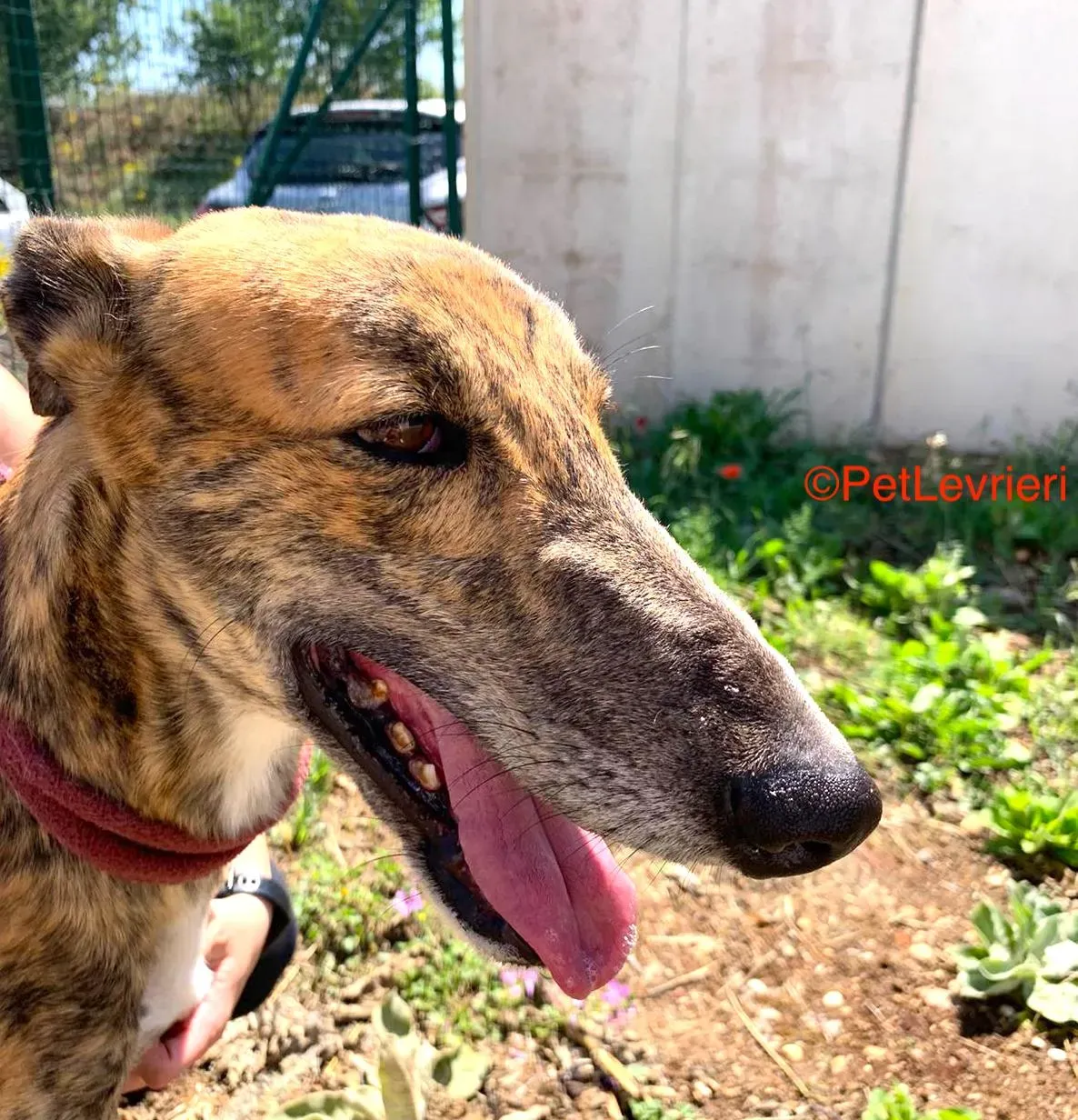 Betis adozione galgo pet levrieri onlus 1