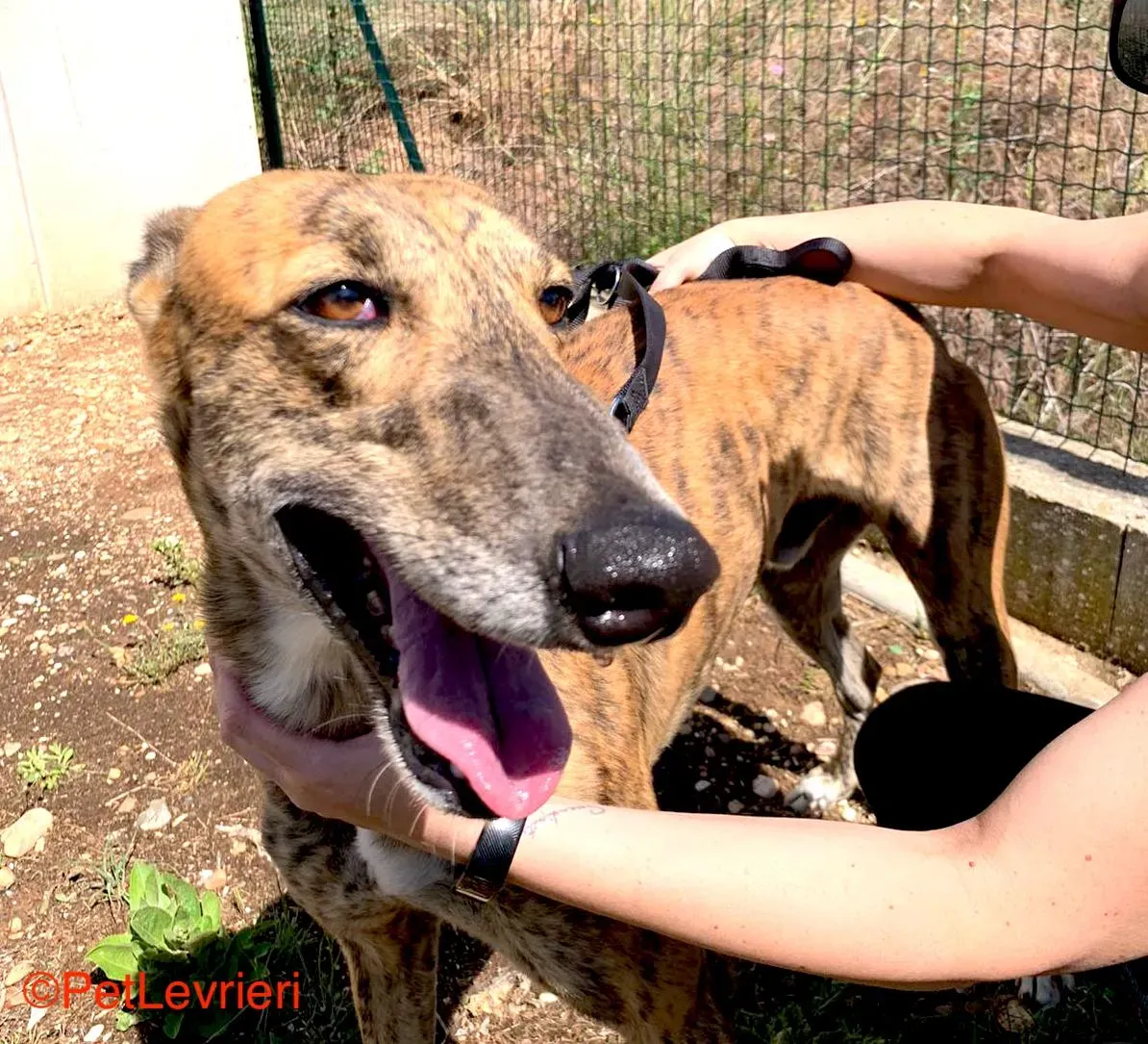 Betis adozione galgo pet levrieri onlus 10