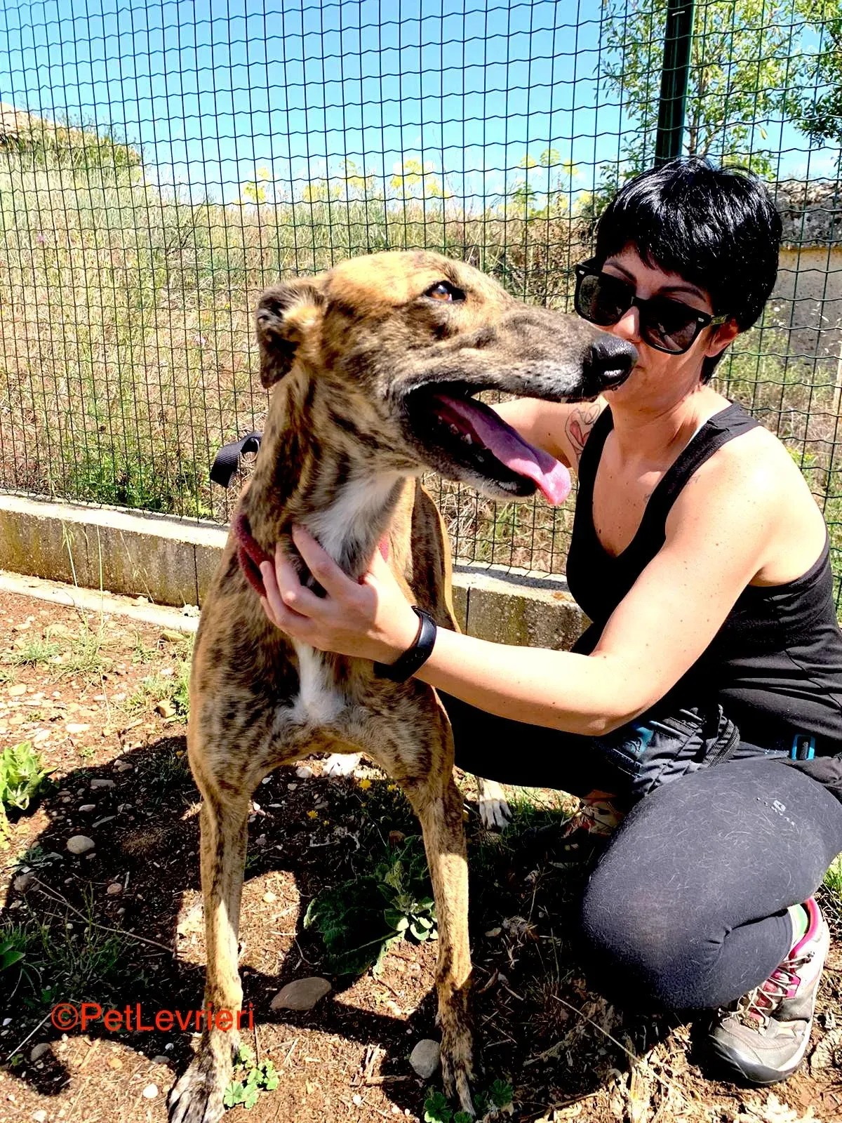 Betis adozione galgo pet levrieri onlus 11