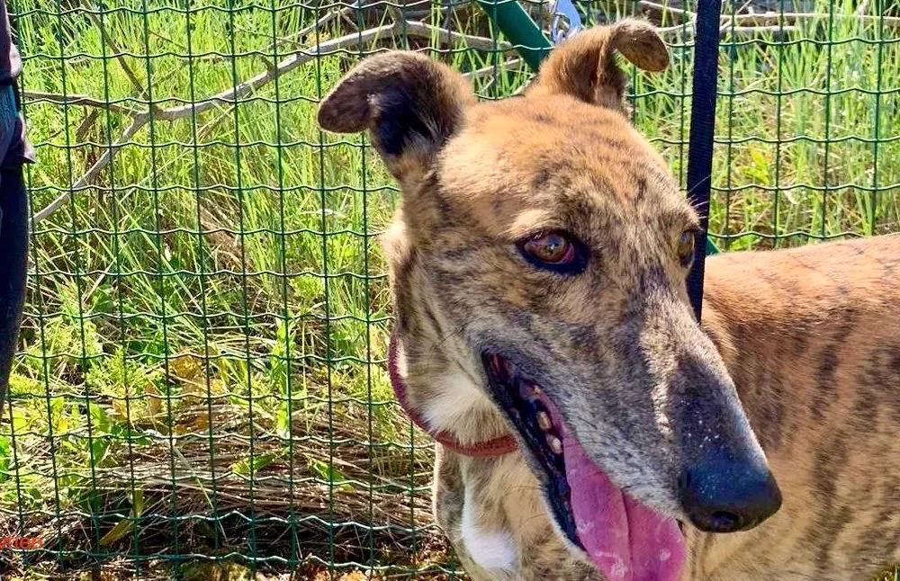 Betis adozione galgo pet levrieri onlus 12 e1691995383561