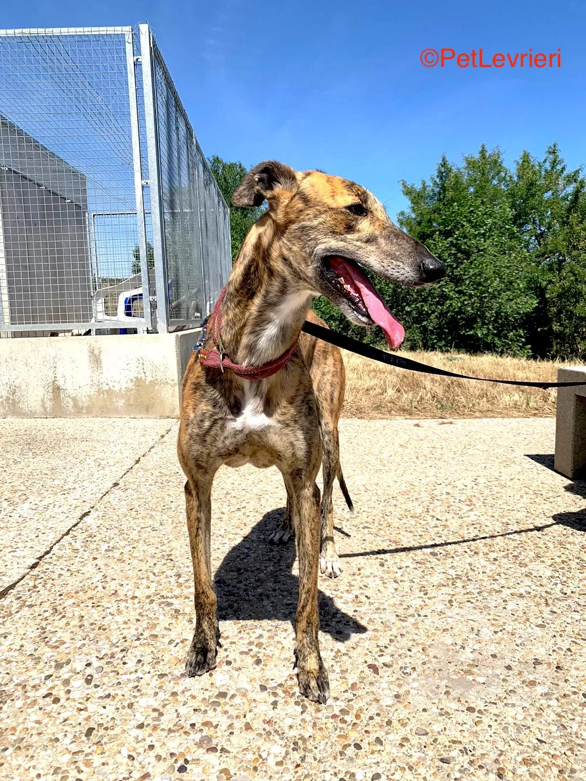 Betis adozione galgo pet levrieri onlus 2