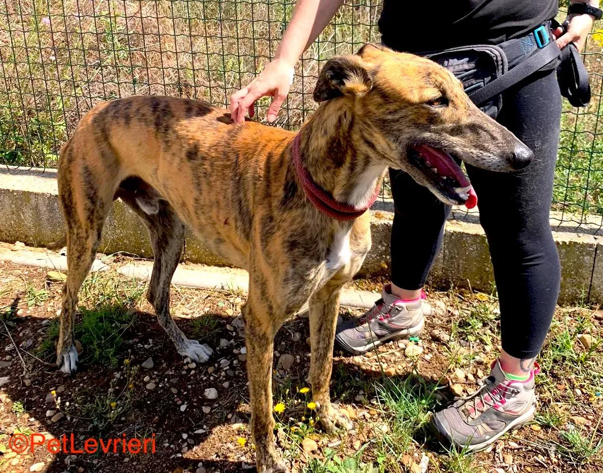 Betis adozione galgo pet levrieri onlus 3