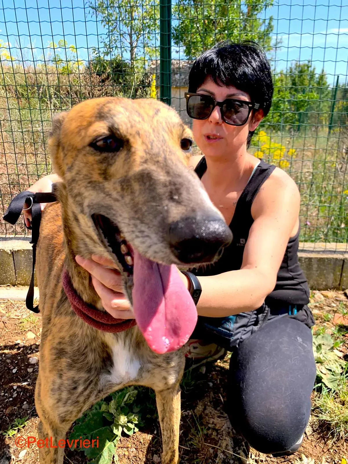 Betis adozione galgo pet levrieri onlus 4