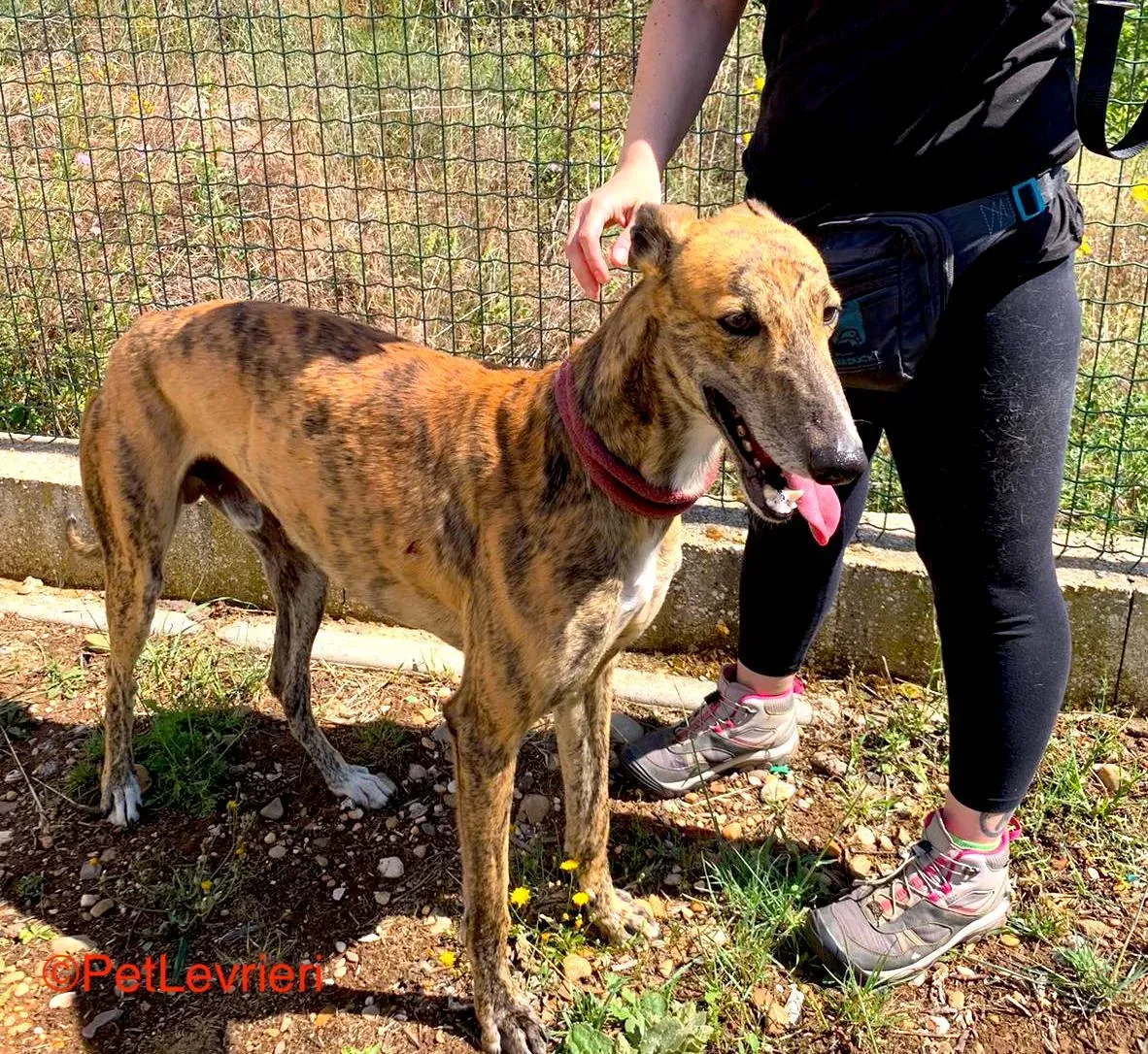 Betis adozione galgo pet levrieri onlus 5