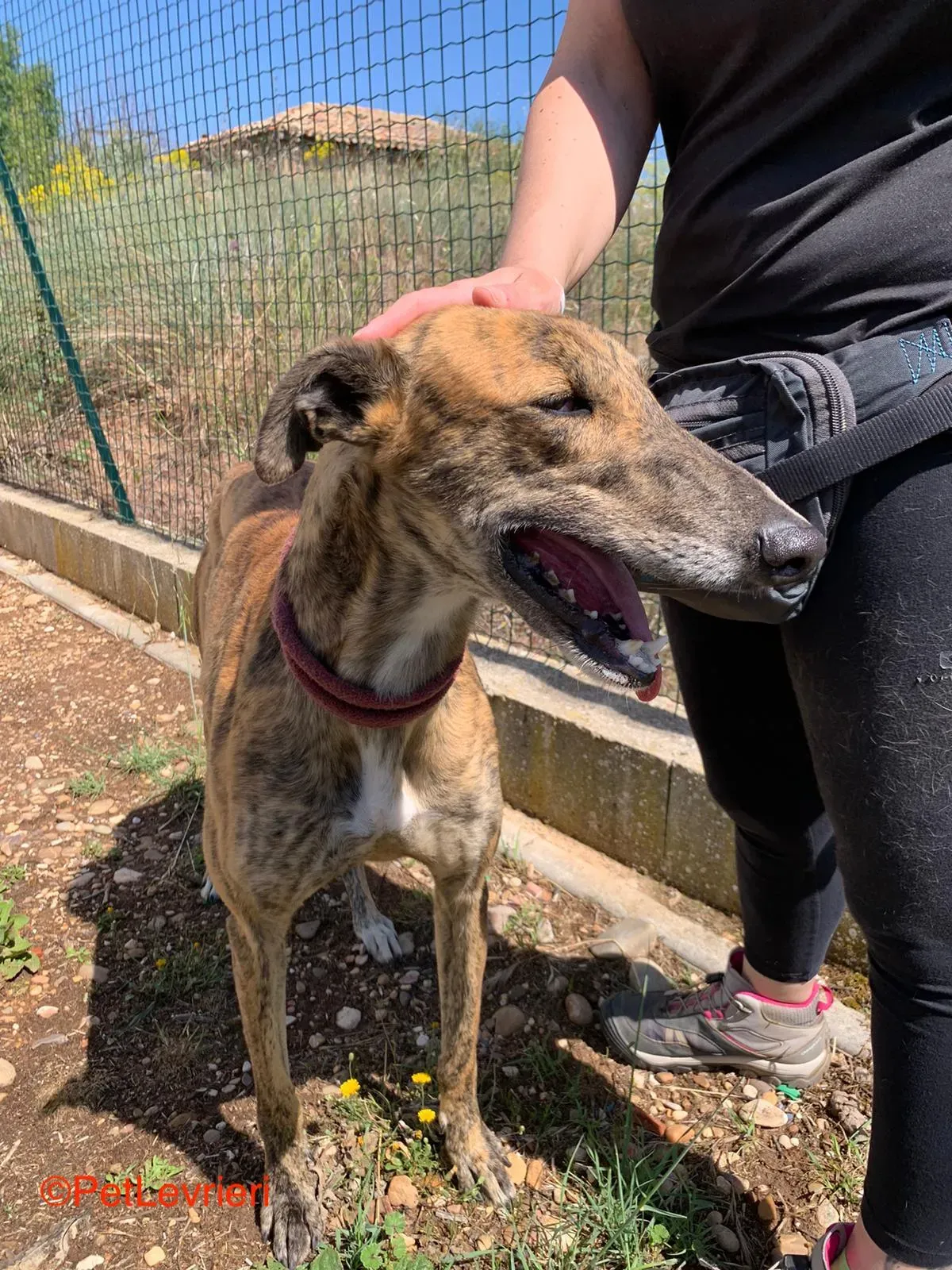 Betis adozione galgo pet levrieri onlus 6