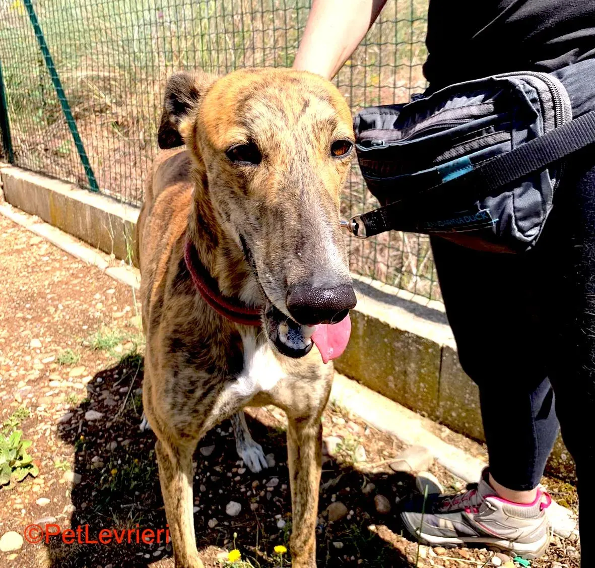 Betis adozione galgo pet levrieri onlus 7