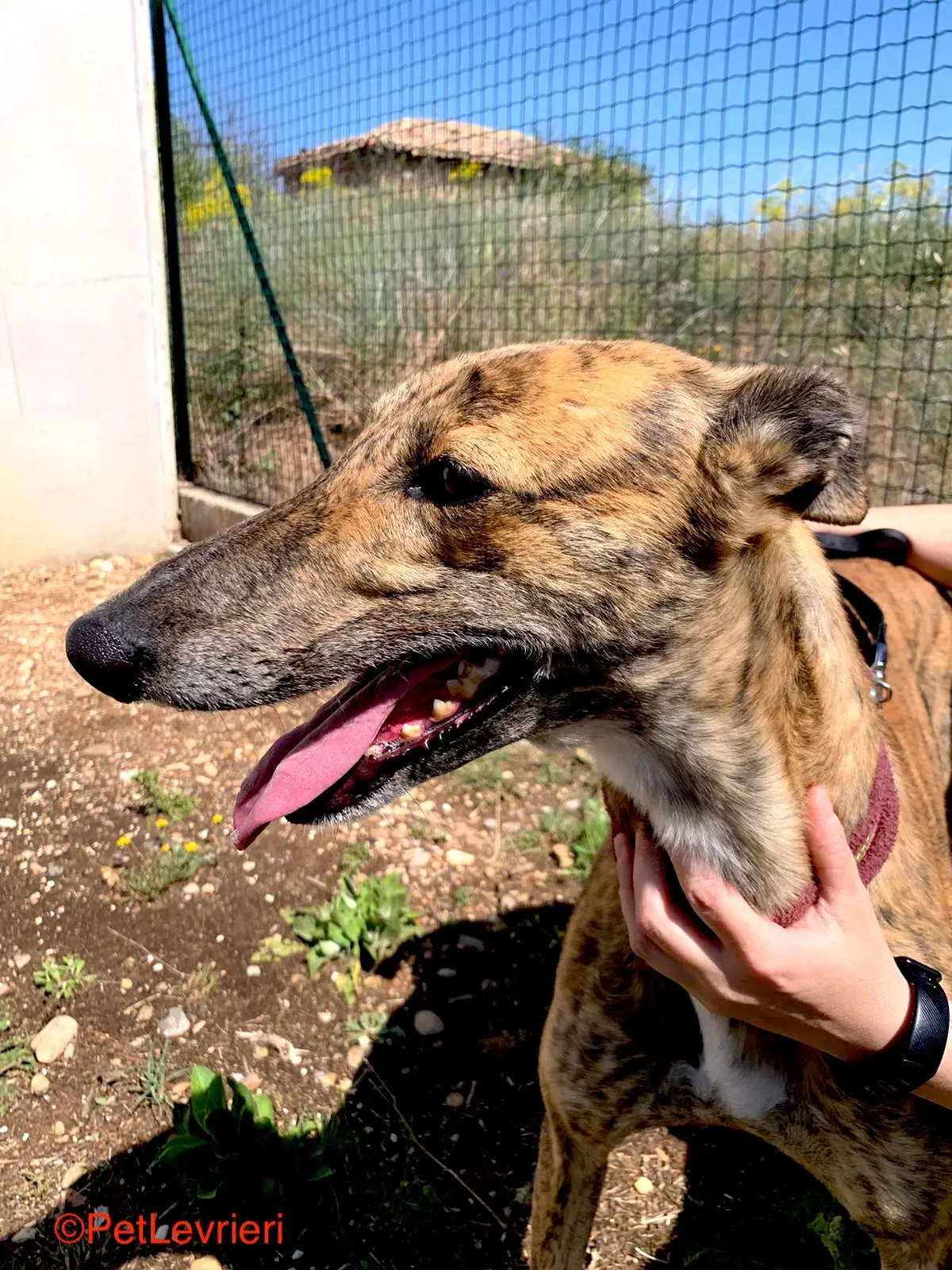 Betis adozione galgo pet levrieri onlus 8