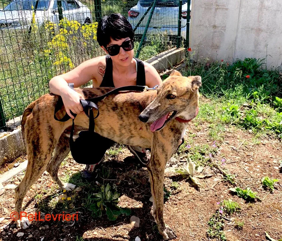 Betis adozione galgo pet levrieri onlus 9