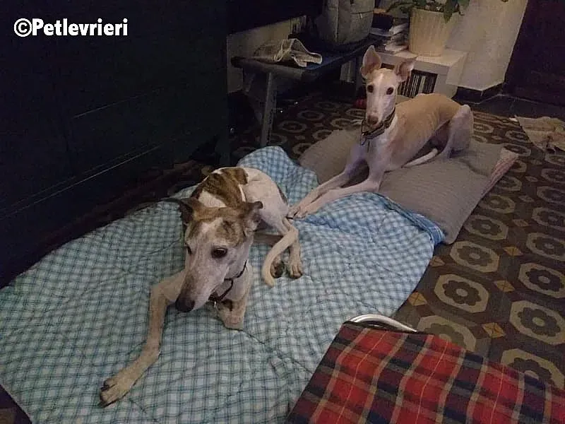 Betty Boop Maya adozione levrieri galgo