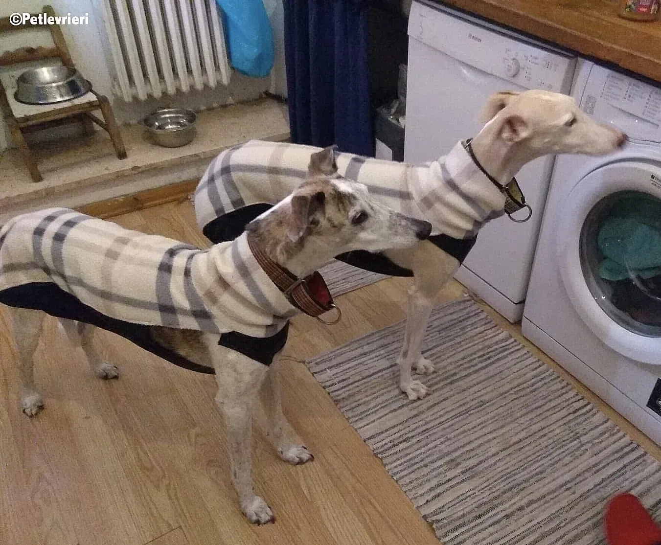 Betty Boop Maya adozione levrieri galgo 1