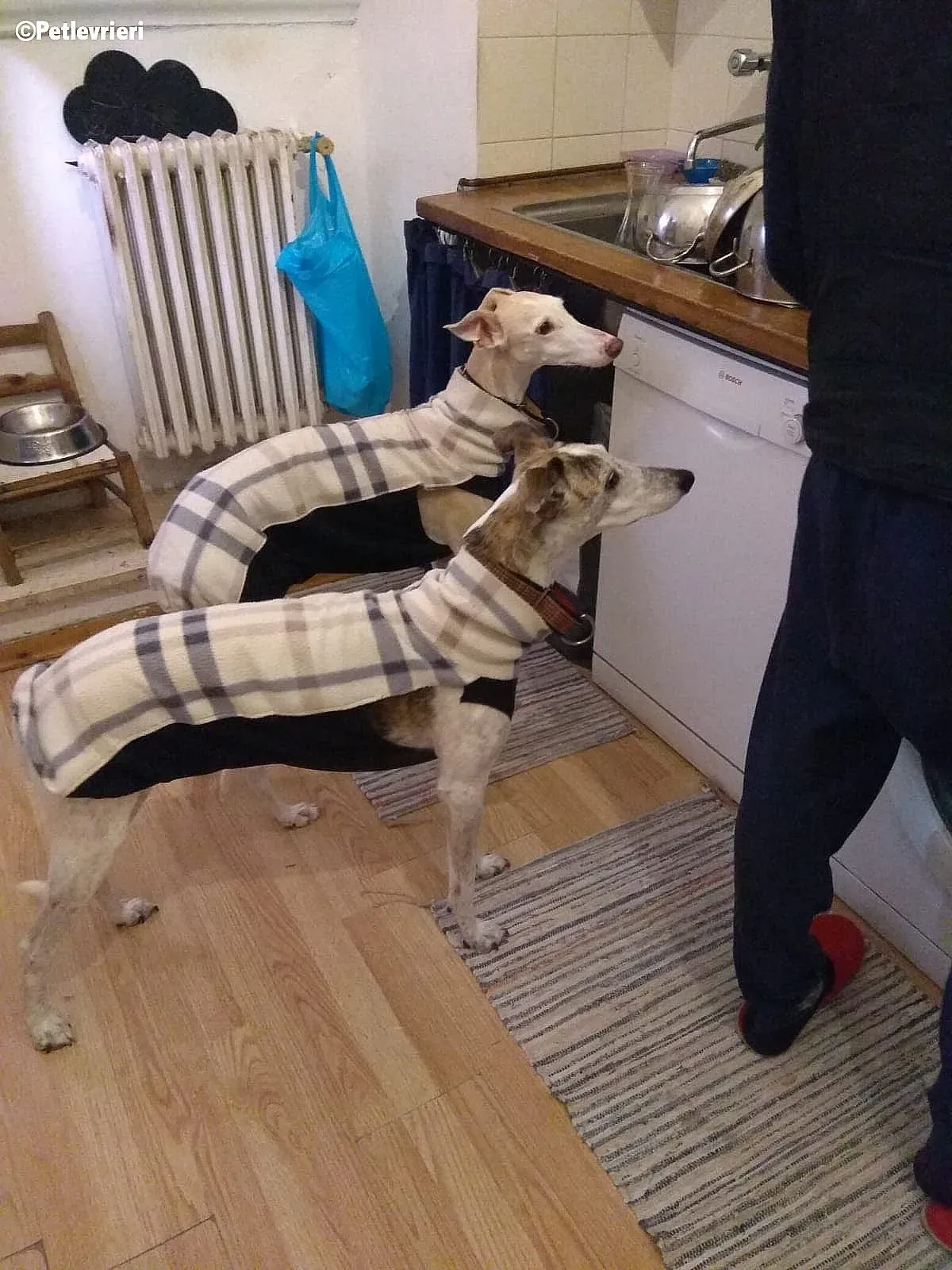 Betty Boop Maya adozione levrieri galgo 2