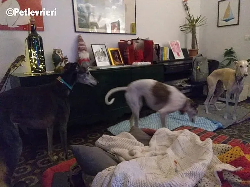 Betty Boop Maya adozione levrieri galgo 3