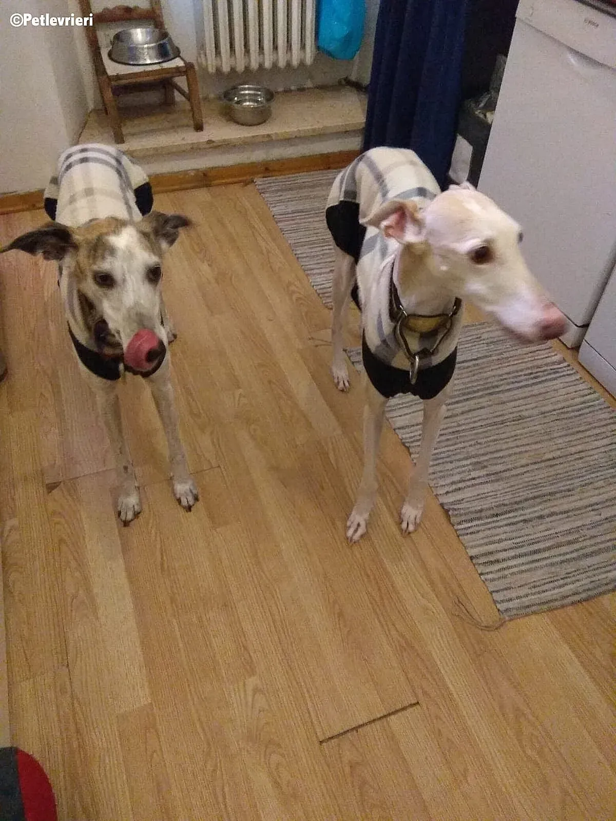 Betty Boop Maya adozione levrieri galgo 4