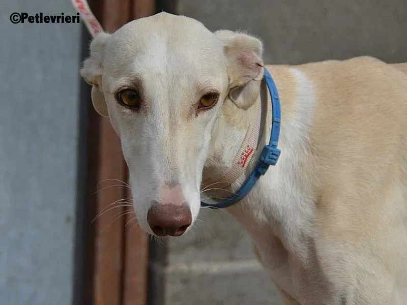 Betty Boop adozione levrieri galgo