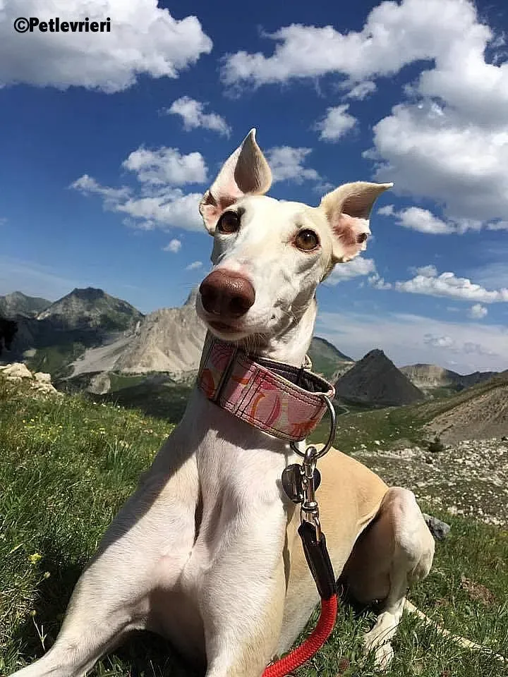 Betty Boop adozione levrieri galgo