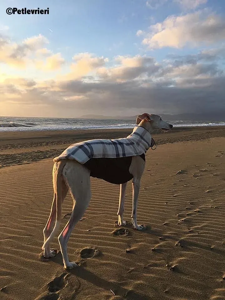 Betty Boop adozione levrieri galgo 1