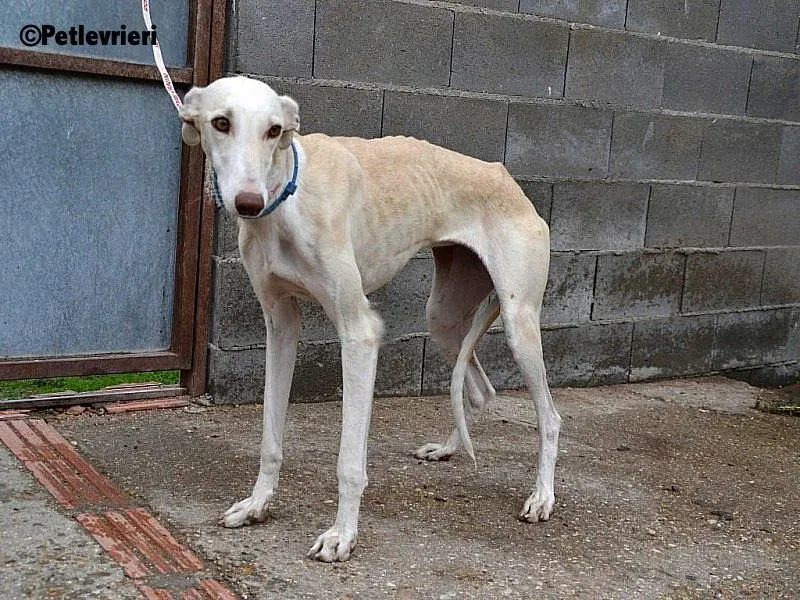 Betty Boop adozione levrieri galgo 10