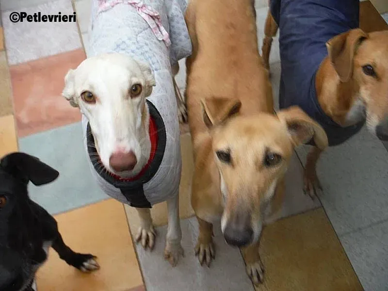 Betty Boop adozione levrieri galgo 12