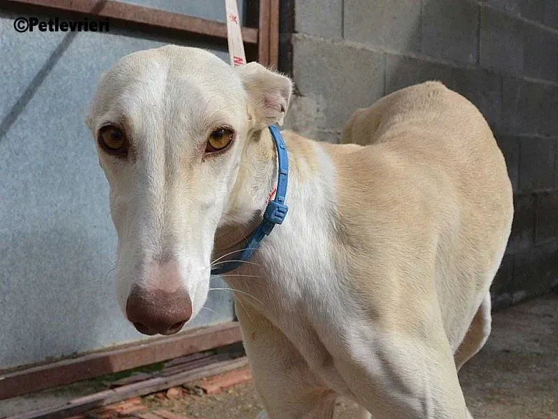 Betty Boop adozione levrieri galgo 13