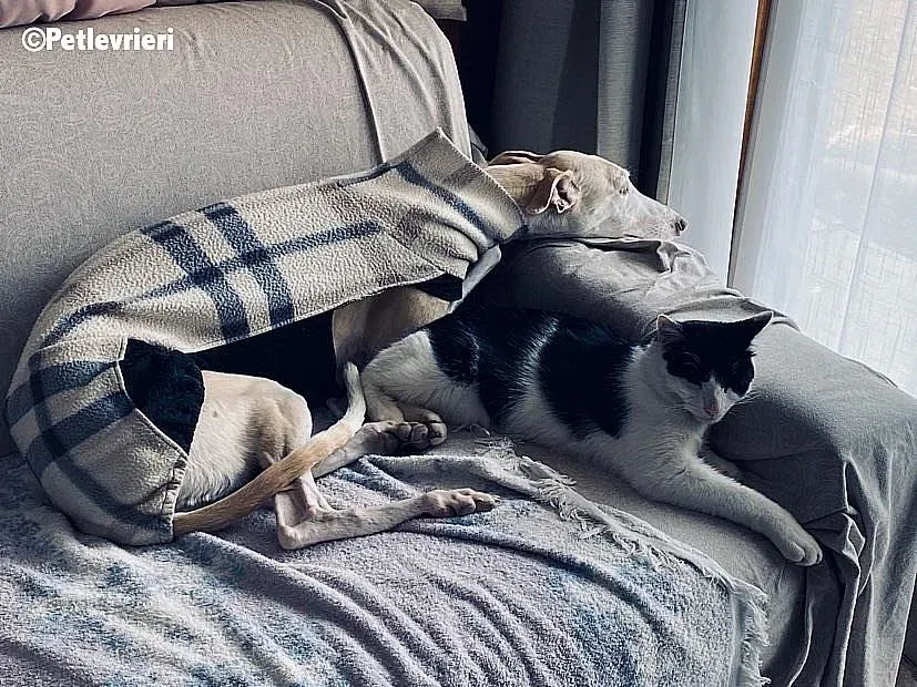 Betty Boop adozione levrieri galgo 14