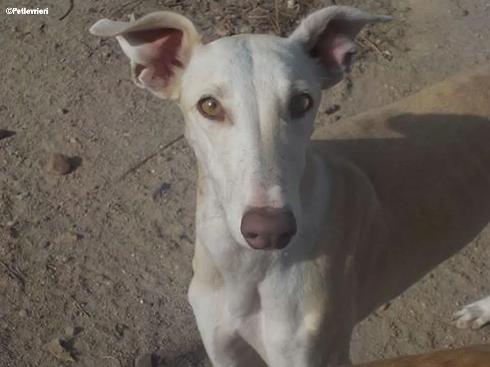 Betty Boop adozione levrieri galgo 2