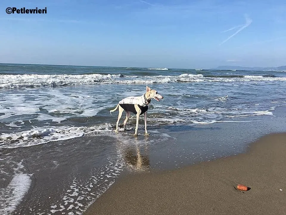 Betty Boop adozione levrieri galgo 2
