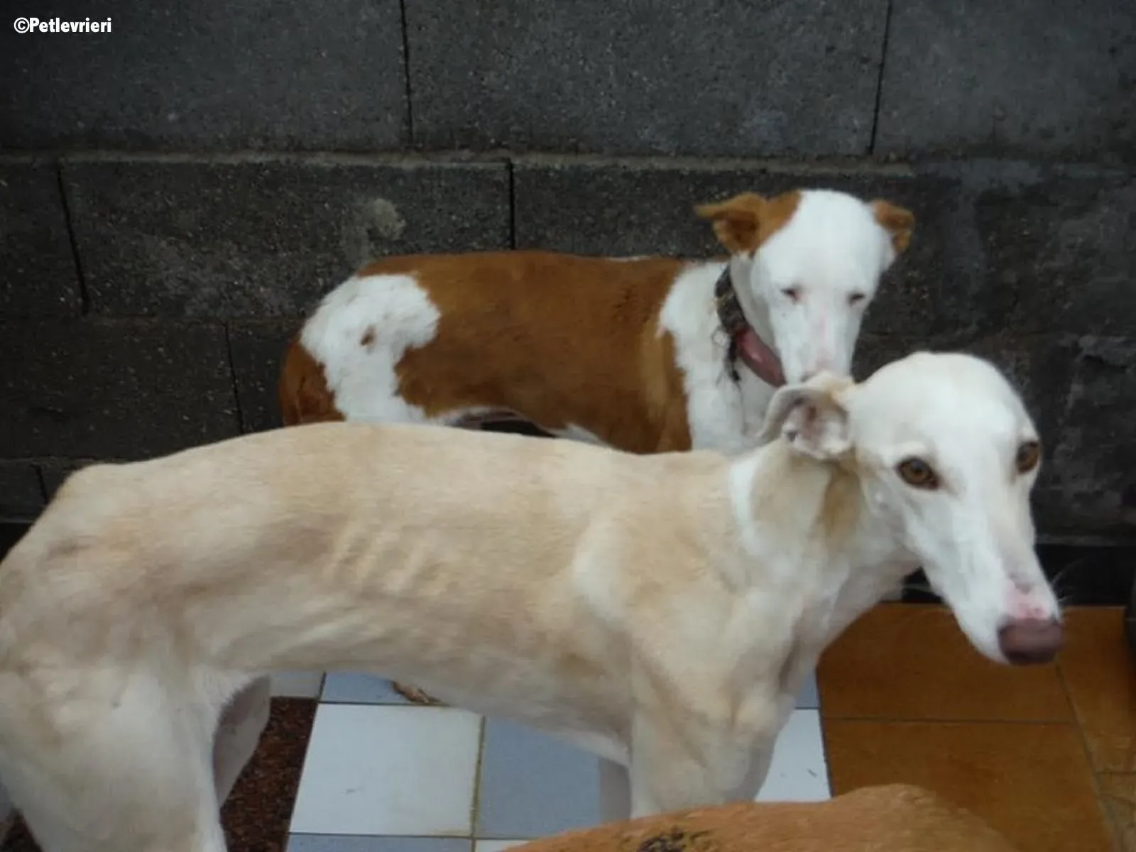 Betty Boop adozione levrieri galgo 3