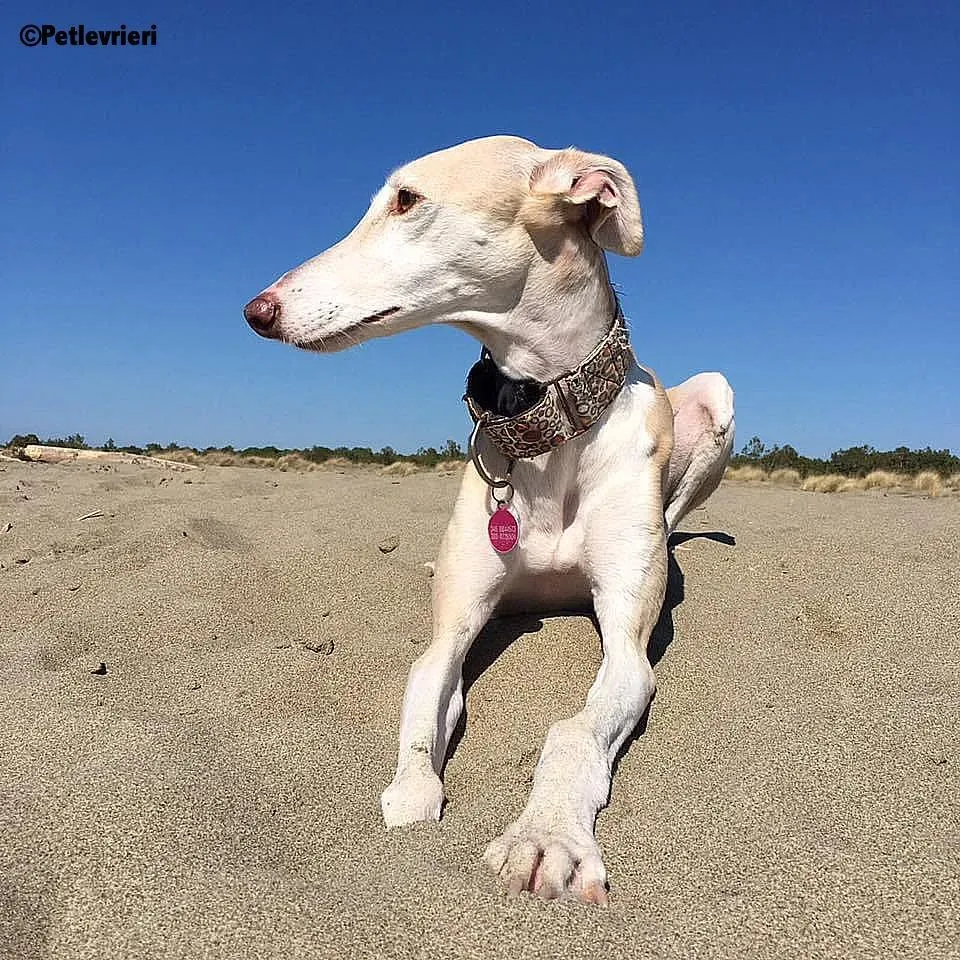 Betty Boop adozione levrieri galgo 3