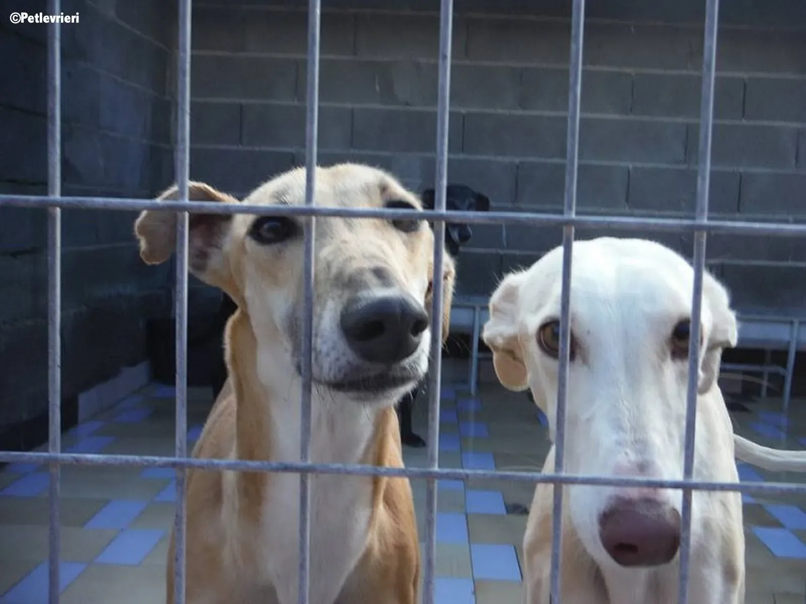 Betty Boop adozione levrieri galgo 4