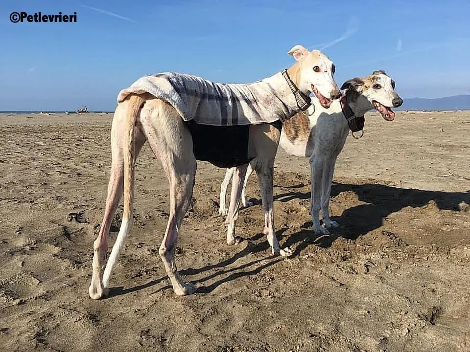 Betty Boop adozione levrieri galgo 4