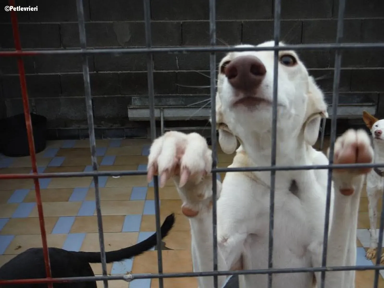 Betty Boop adozione levrieri galgo 5