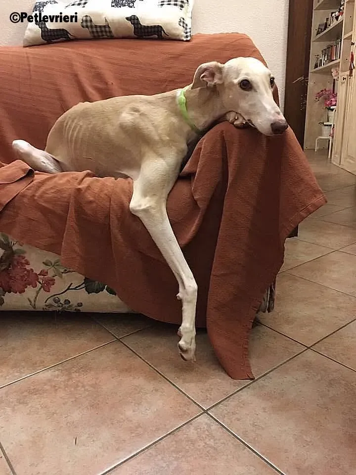 Betty Boop adozione levrieri galgo 5