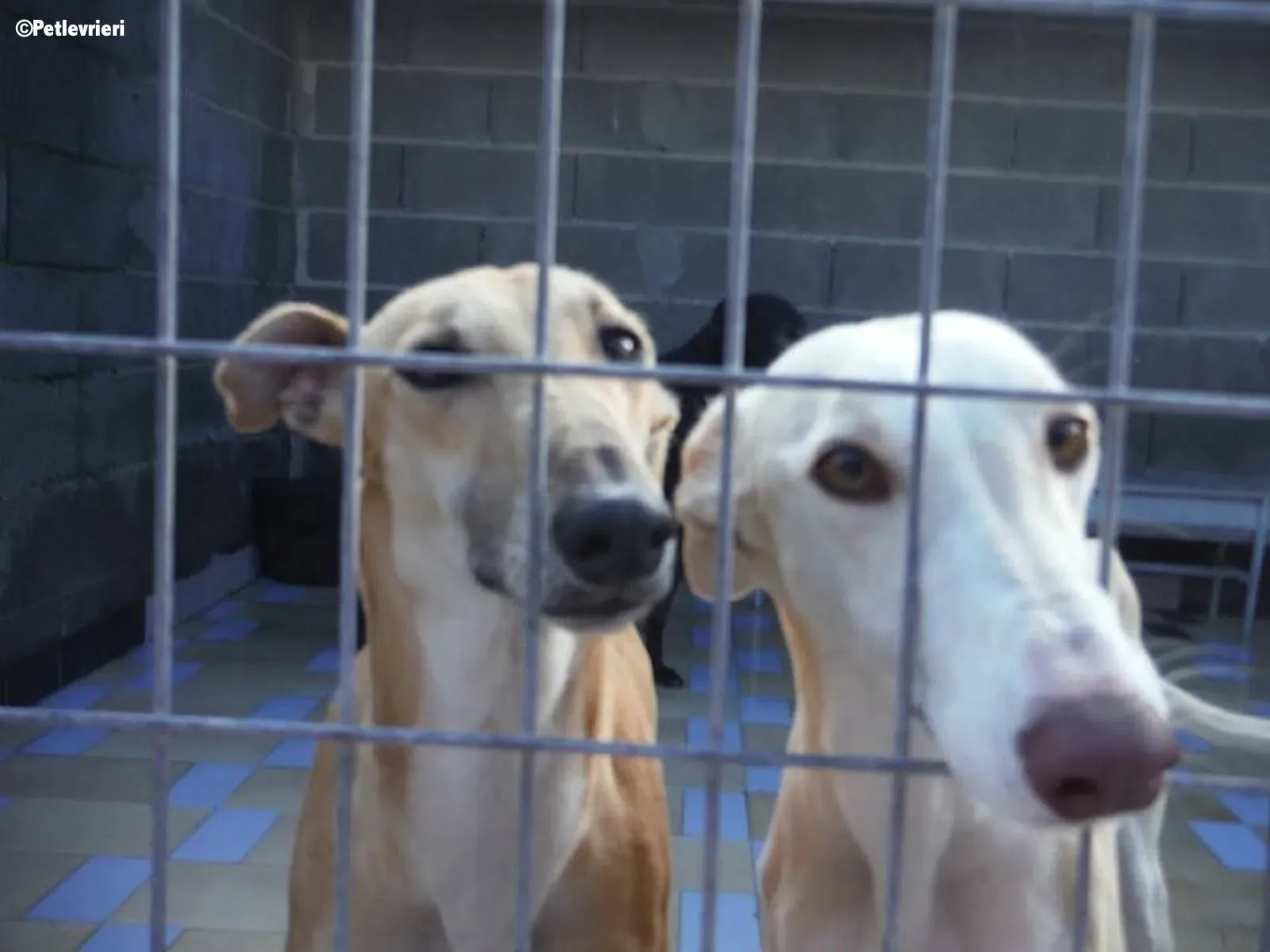 Betty Boop adozione levrieri galgo 6