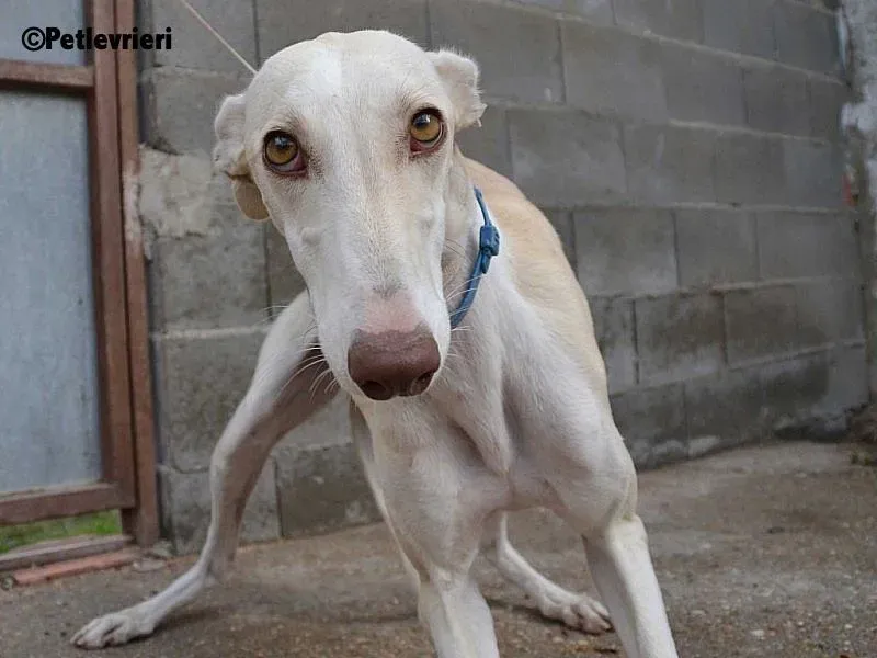 Betty Boop adozione levrieri galgo 8