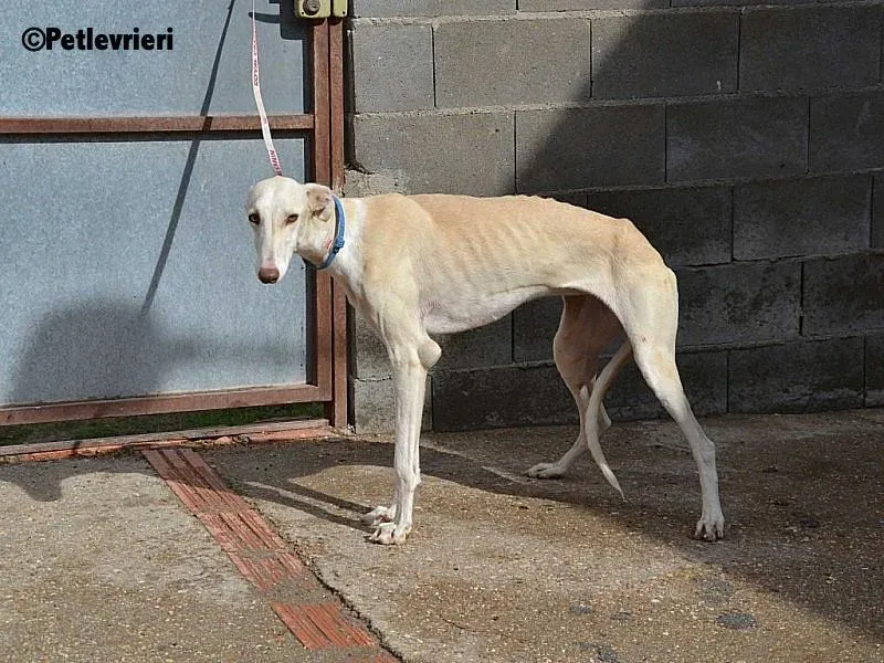 Betty Boop adozione levrieri galgo 9