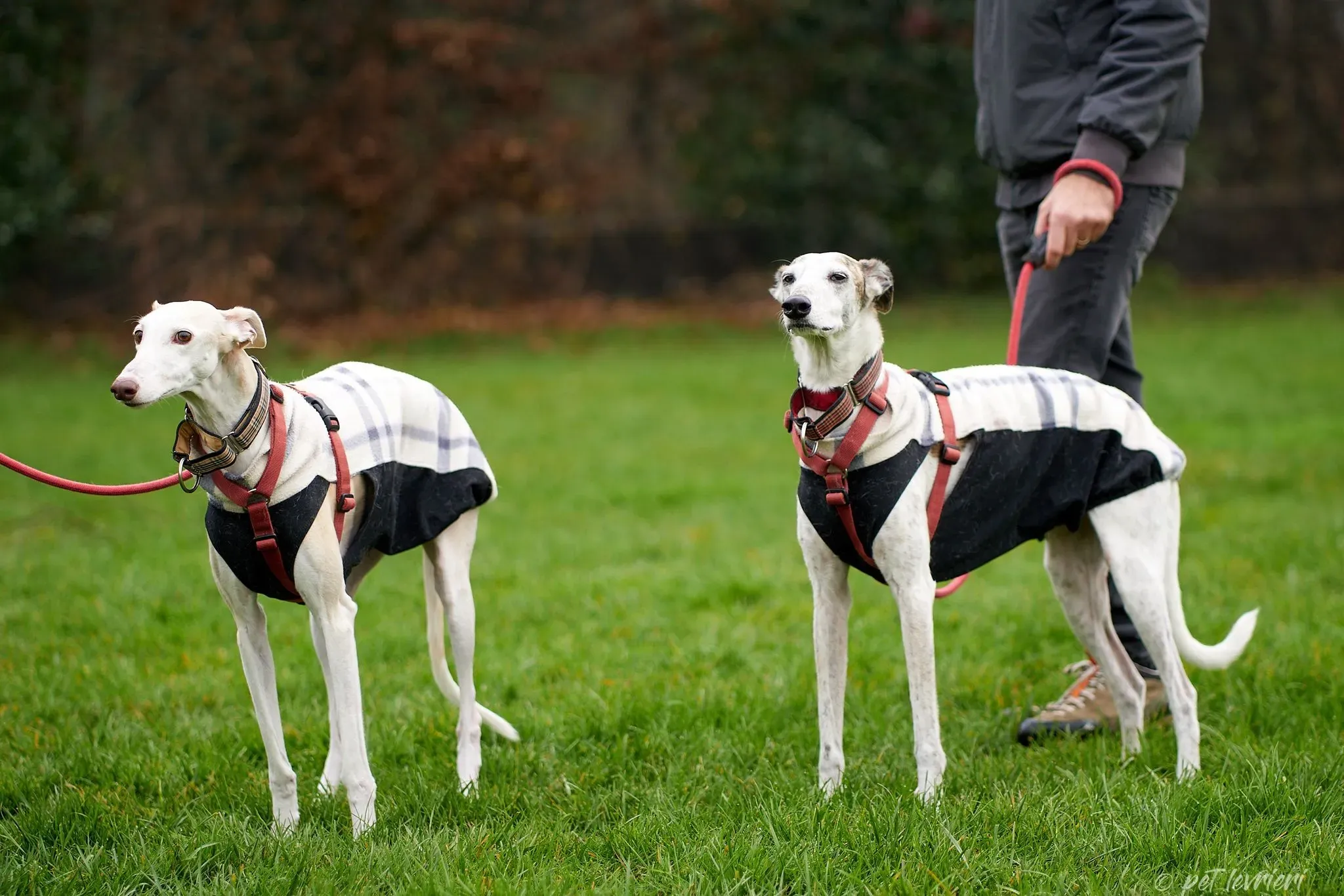 Betty Boop e Maya Sister galgo Adozione levrieri coppia foster 1