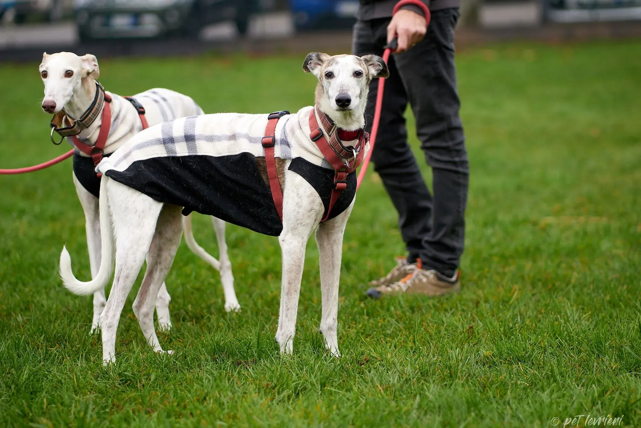 Betty Boop e Maya Sister galgo Adozione levrieri coppia foster 10