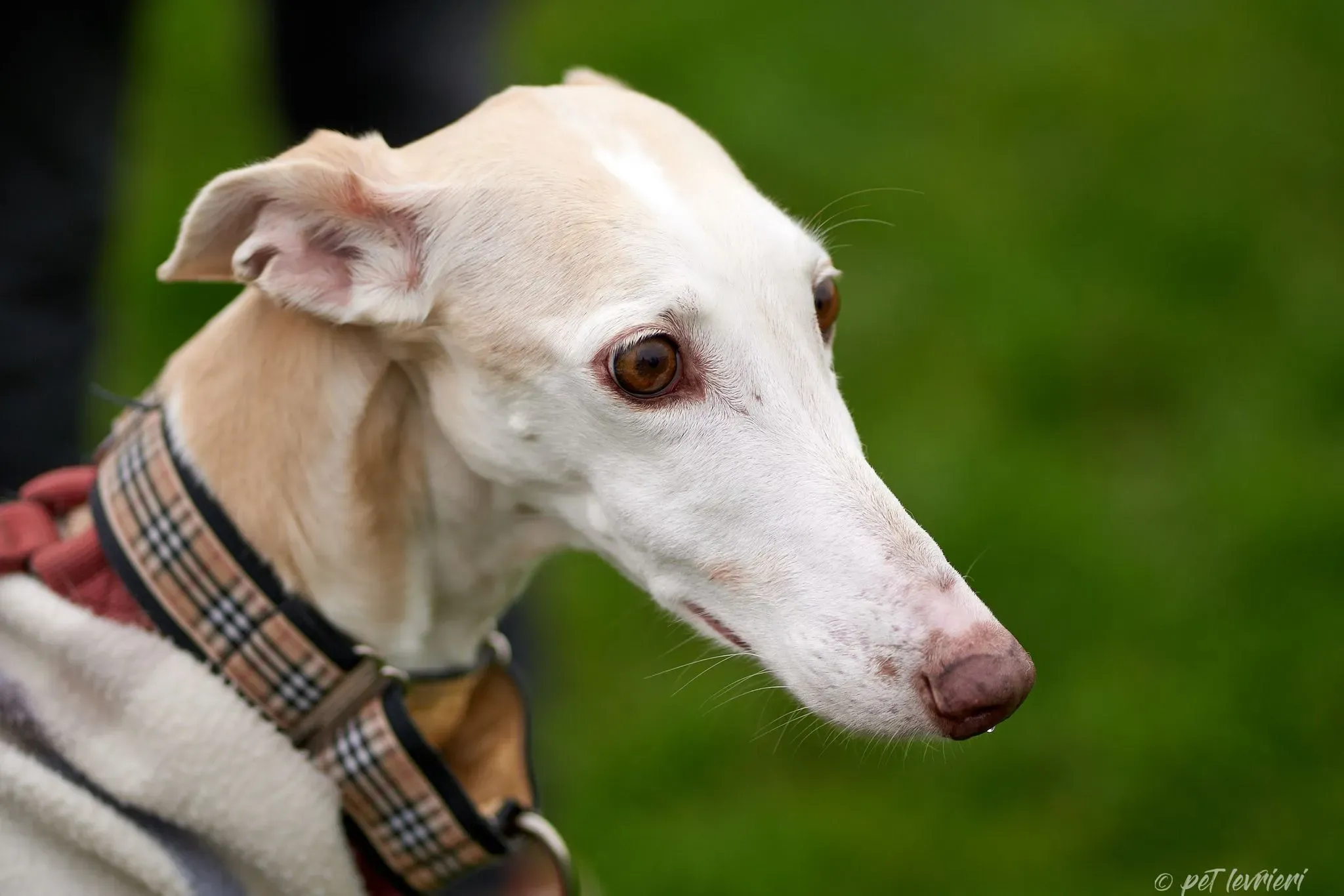 Betty Boop e Maya Sister galgo Adozione levrieri coppia foster 11