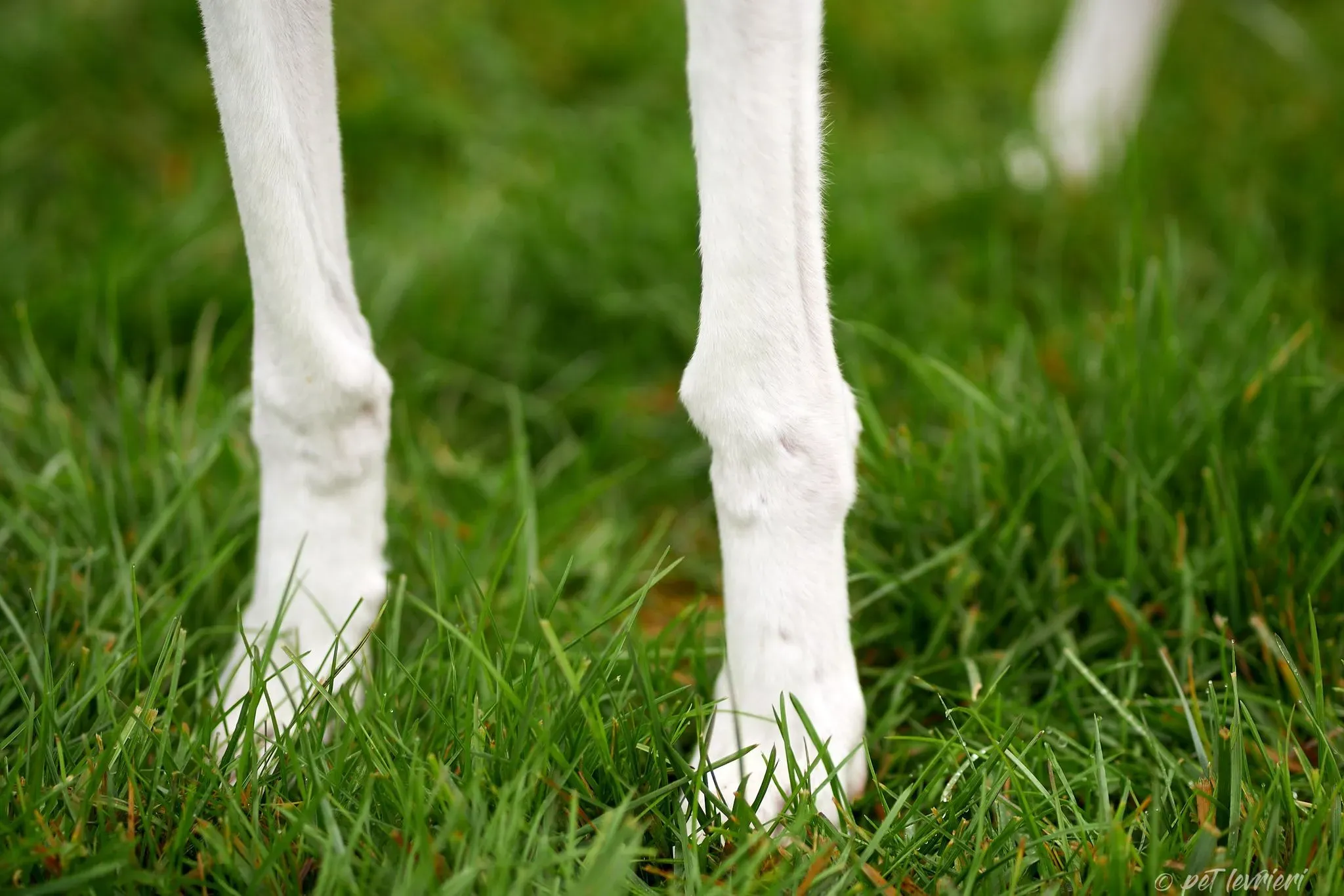 Betty Boop e Maya Sister galgo Adozione levrieri coppia foster 12