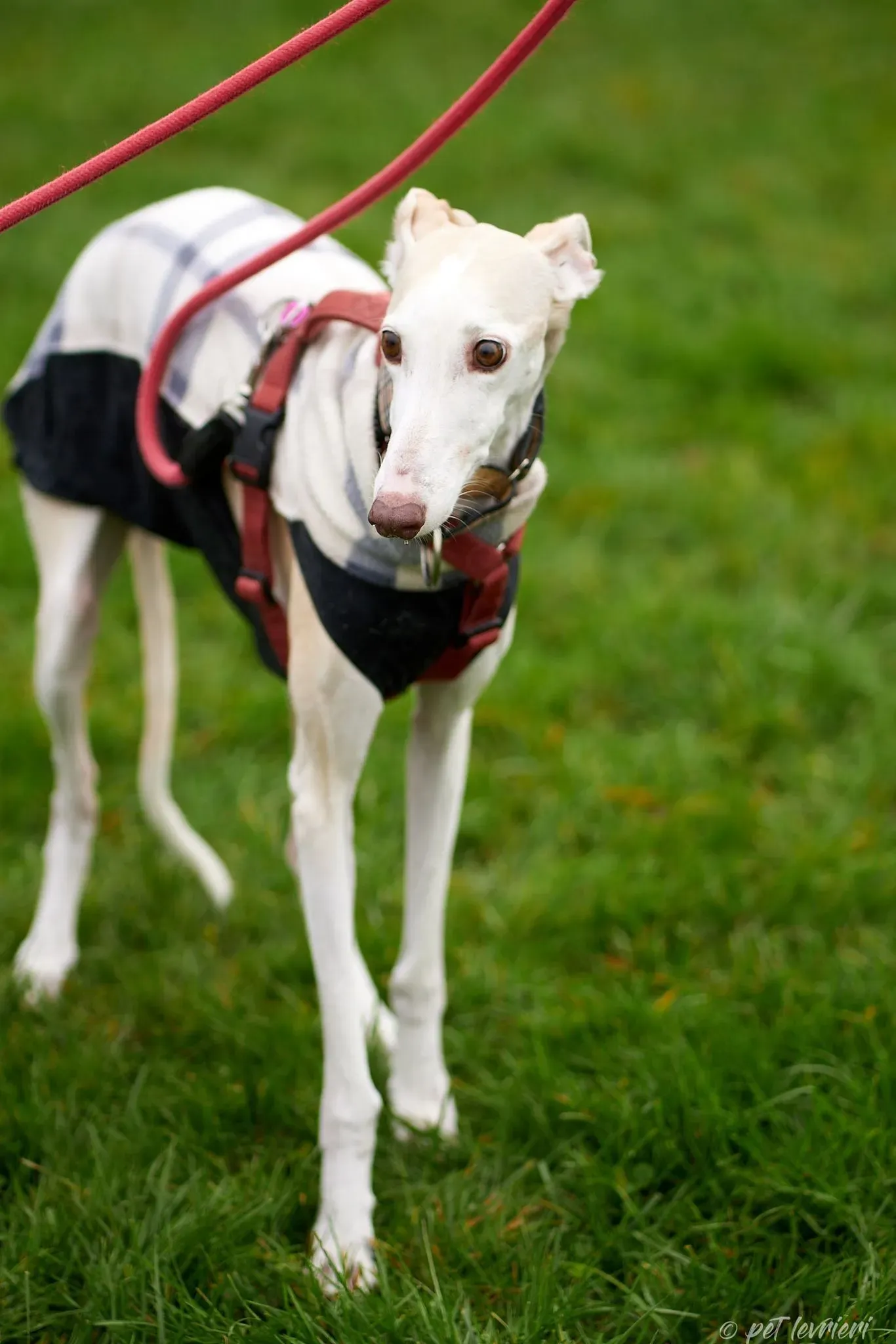 Betty Boop e Maya Sister galgo Adozione levrieri coppia foster 13
