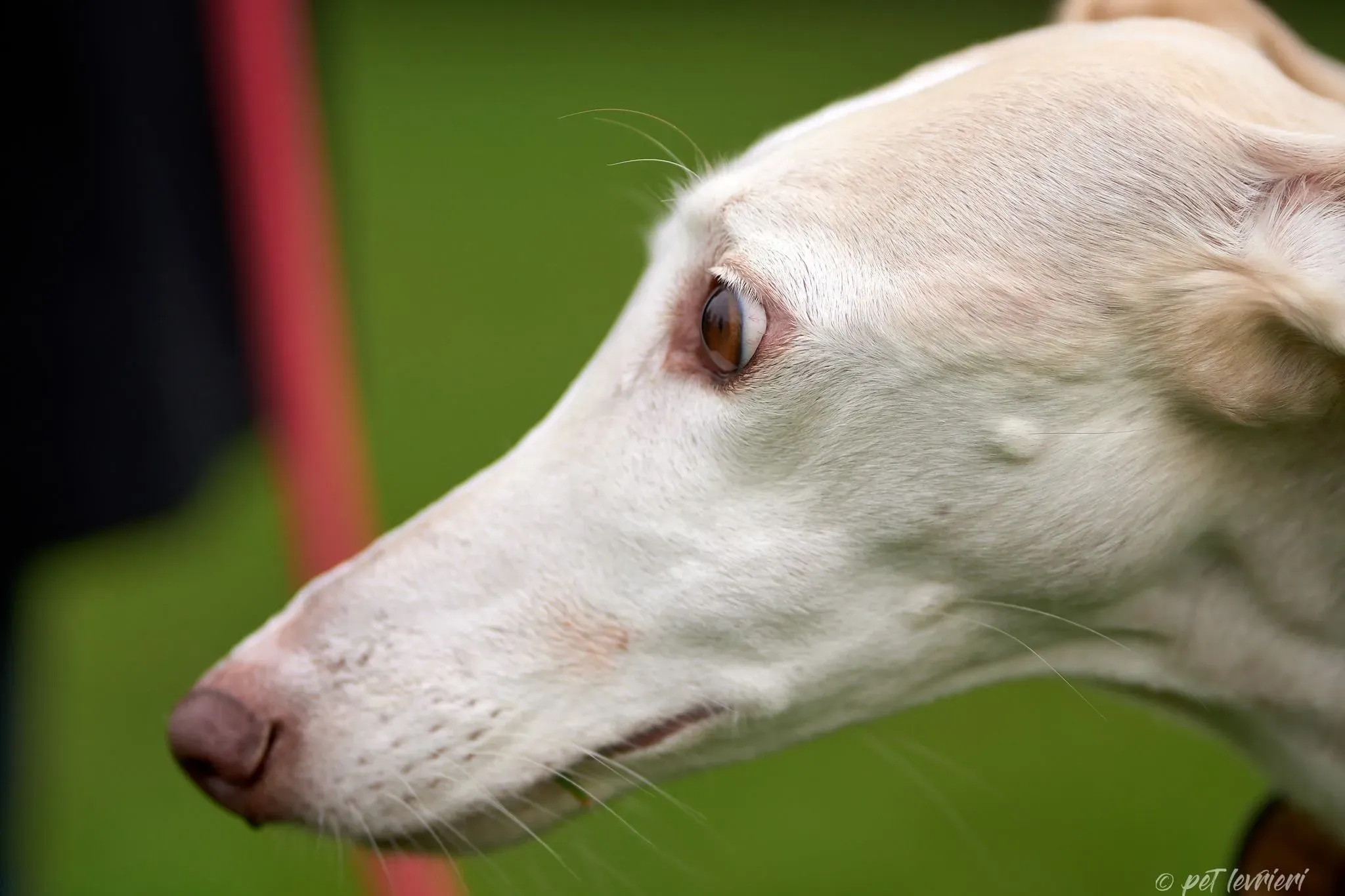 Betty Boop e Maya Sister galgo Adozione levrieri coppia foster 14