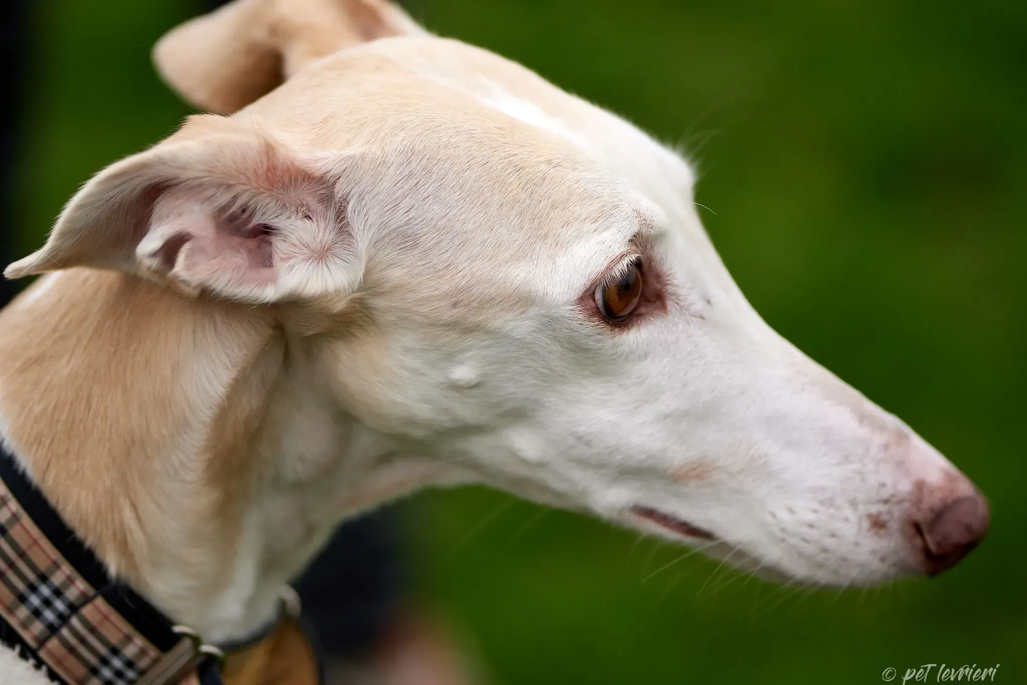 Betty Boop e Maya Sister galgo Adozione levrieri coppia foster 15