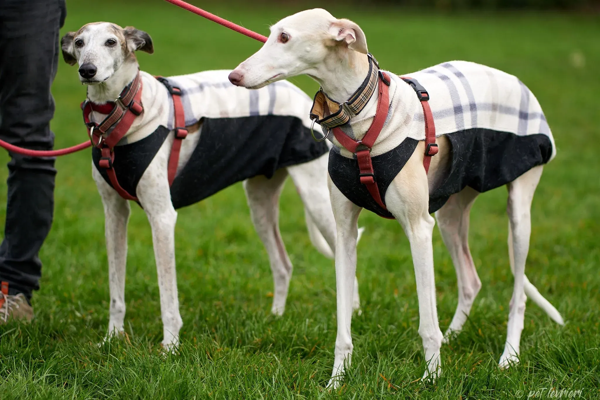 Betty Boop e Maya Sister galgo Adozione levrieri coppia foster 16